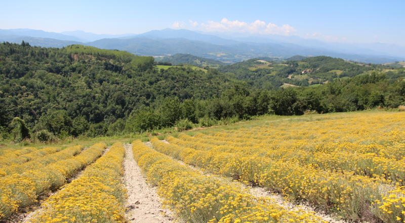 campi di elicriso in fiore