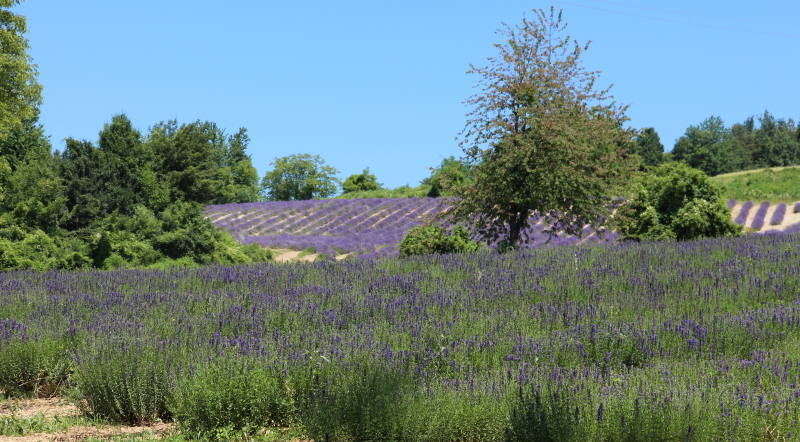 Campi di issopo in fiore