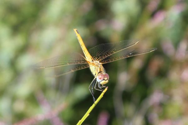 libellula