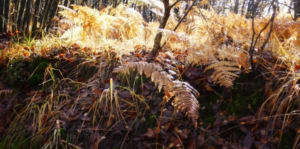 sottobosco d'autunno