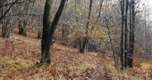 bosco d'autunno