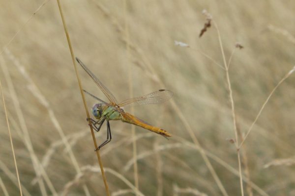 libellula