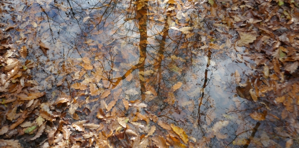 pozzanghere nel bosco d'autunno