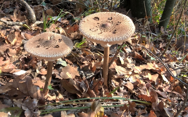 sottobosco d'autunno