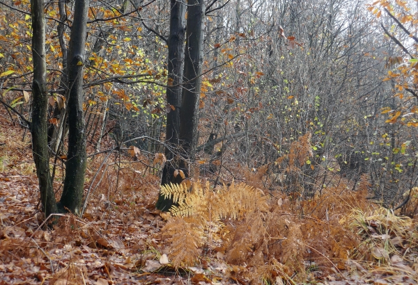 bosco d'autunno