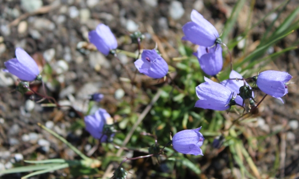 campanula