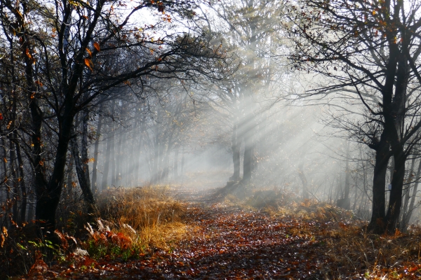 nebbia nel bosco d'autunno