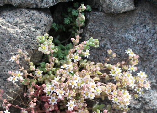 sedum