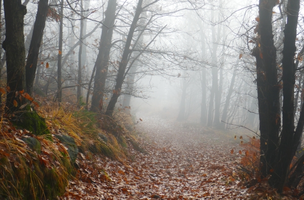 bosco d'autunno