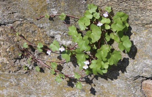 cymbalaria muralis