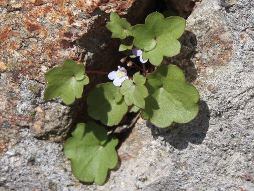 cymbalaria muralis