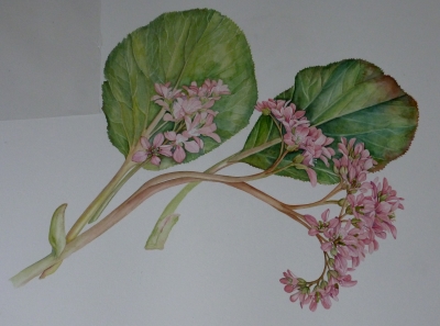 Bergenia dipinta