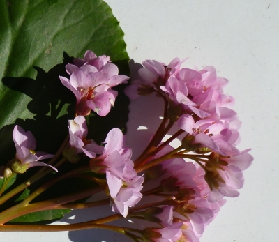 Bergenia