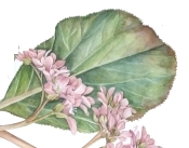 Particolare dipinto bergenia