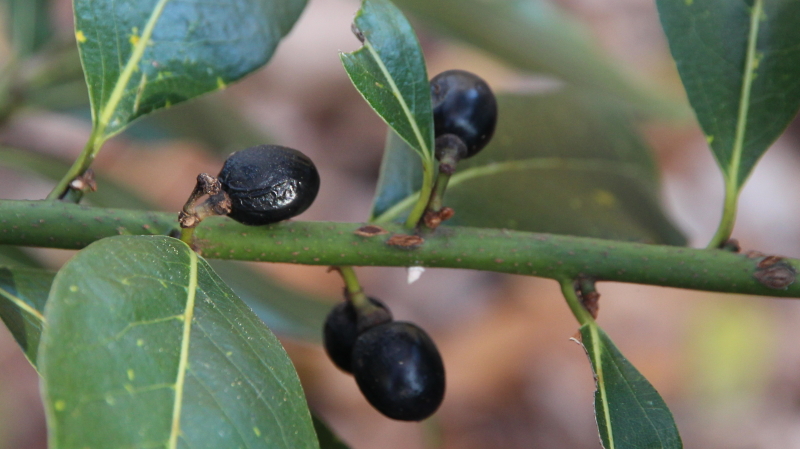 Drupe mature di lauro