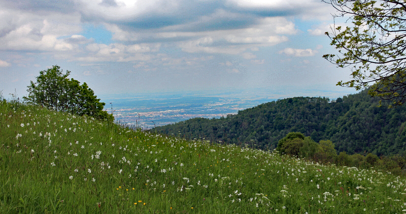 salvine biella