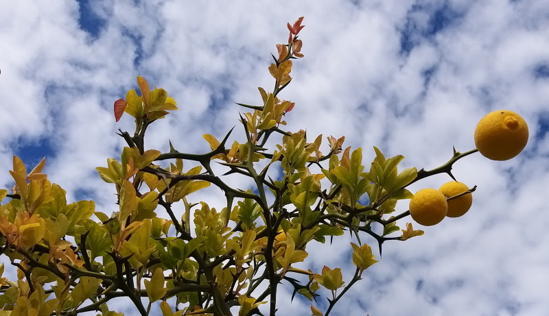 arancio trifoliato cielo