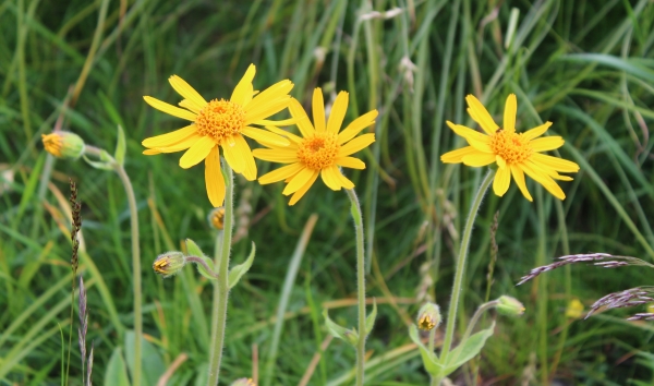 arnica