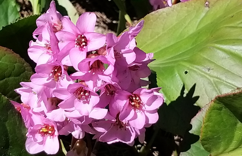 bergenia