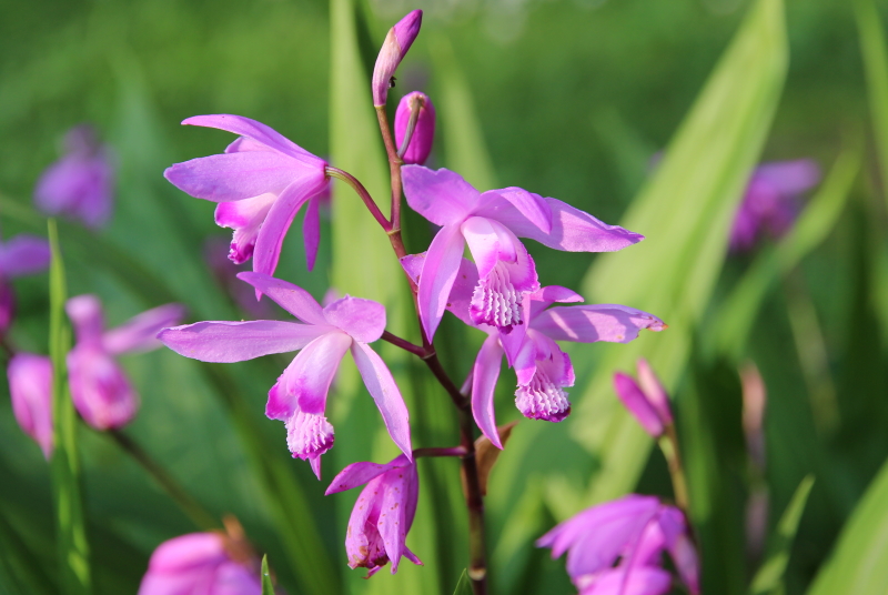 bletilla striata