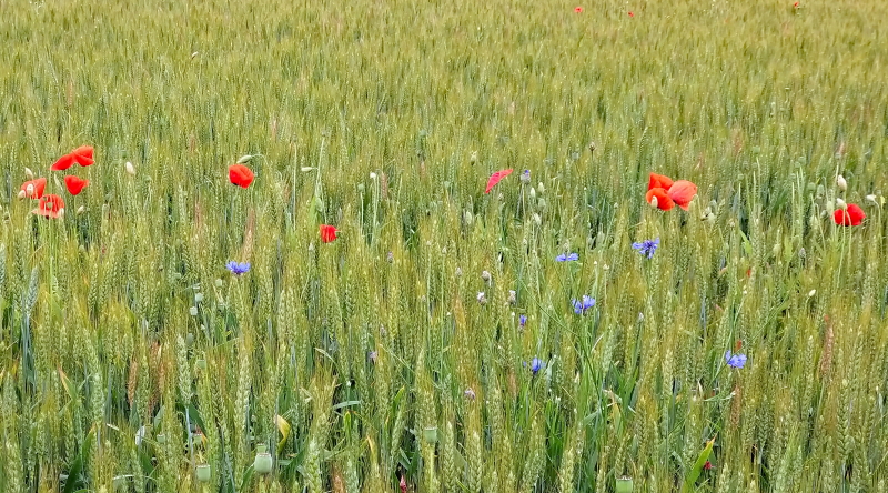 campo di grano