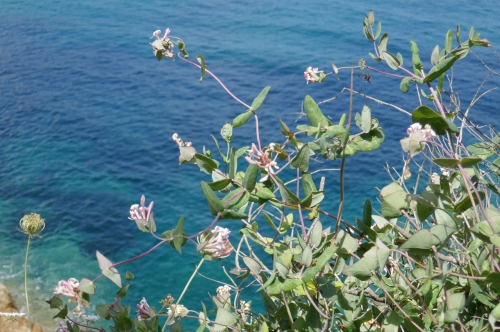 caprifoglio mediterraneo