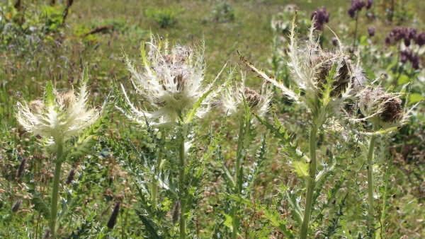 cardi di montagna