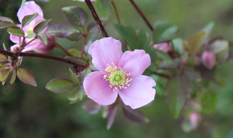 clematide montana fiore rosa