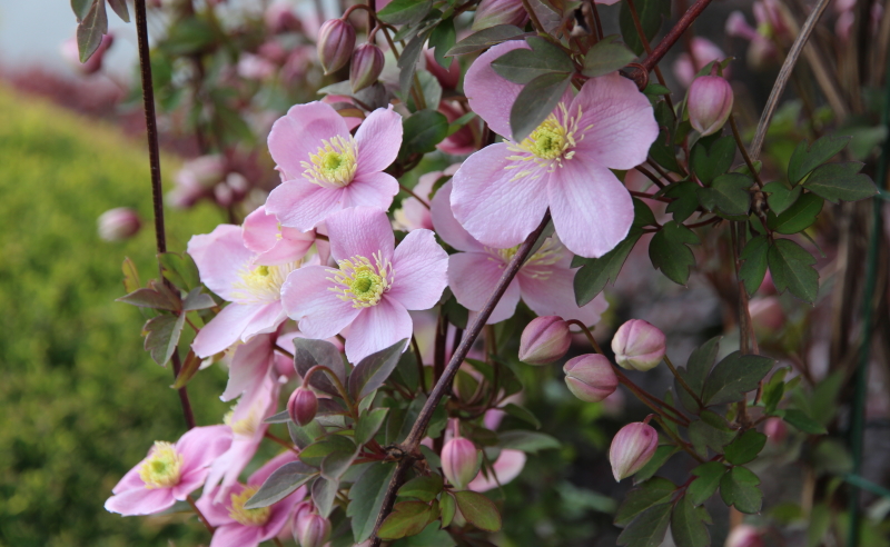 clematide montana fiori