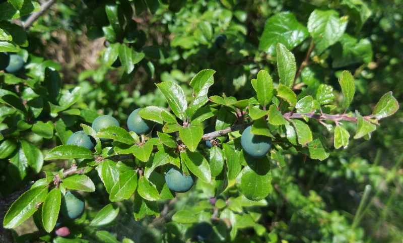 frutti di prugnolo verdi