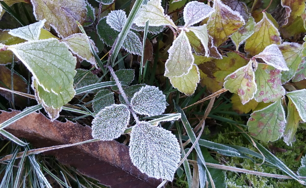 gelo terra delle fate