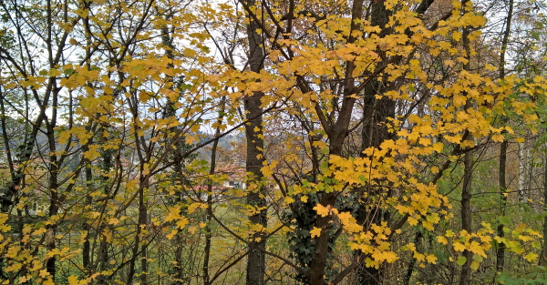 alberi autunno