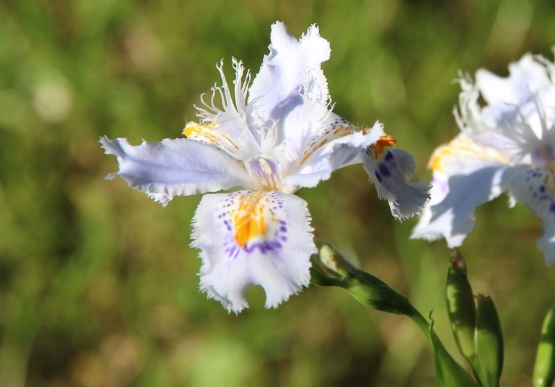 Iris japonica