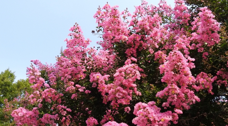 lagerstroemia in fiore