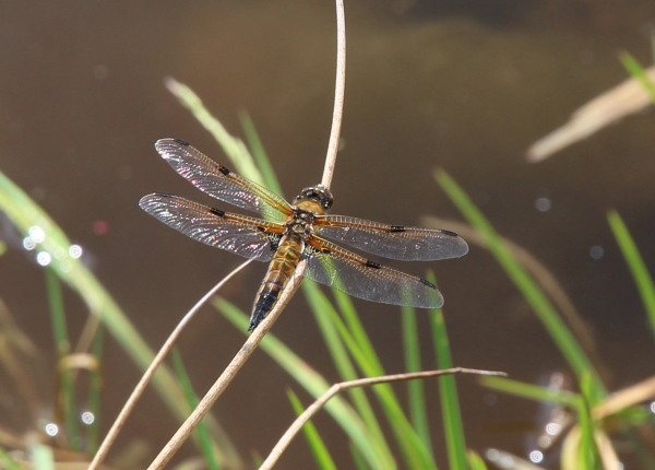 libellula