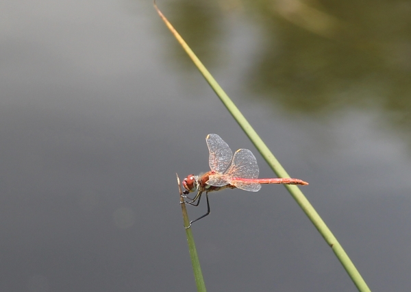 libellula