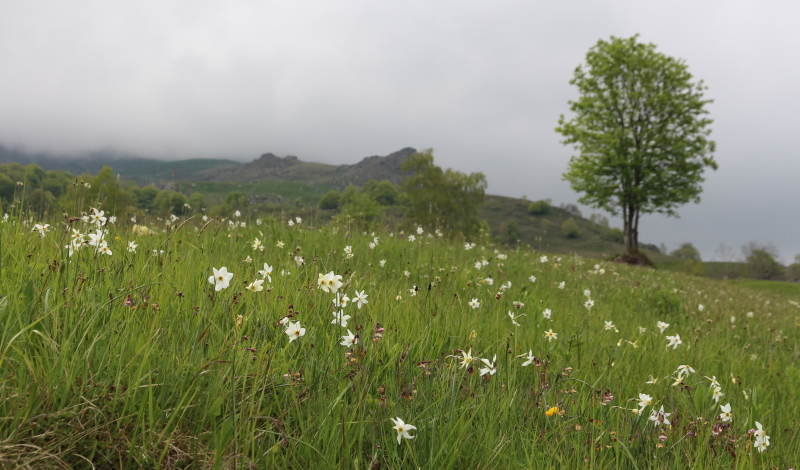 nuvole basse alle Salvine