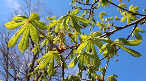 foglie di ippocastano