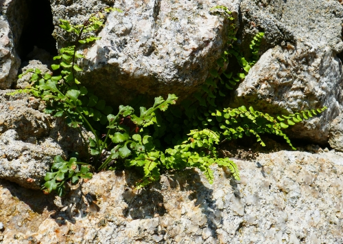 erba rugginina e ruta muraria