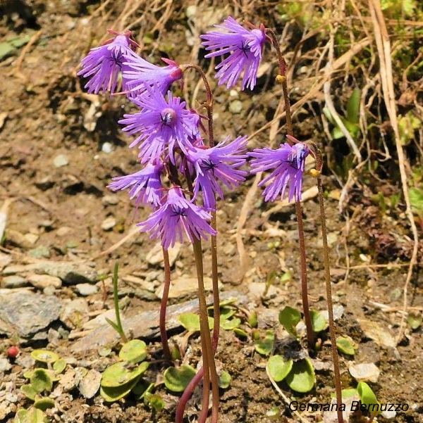 soldanella alpina