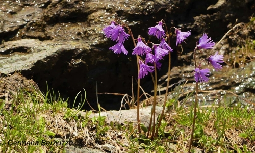 soldanella alpina