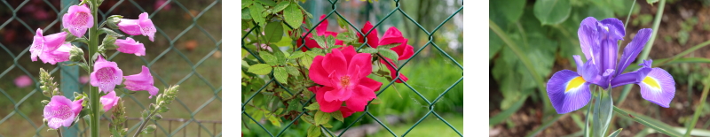 fiori in giardino