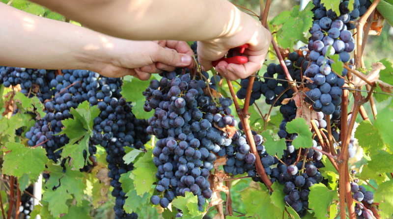 vendemmia azienda ioppa romagnano nebbiolo