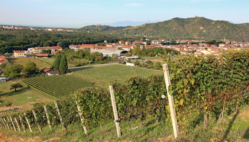 vigneti nebbiolo ioppa